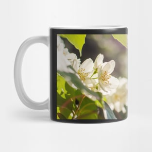 Sweet mock-orange (Philadelphus coronarius) flowers Mug